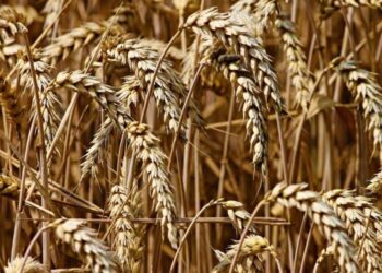 Lúa Mì Nâng Đỡ Thị Trường Ngũ Cốc Ngày Thứ Hai