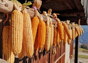 Ngô Phục Hồi Và Đóng Cửa Ở Mức Cao Hơn