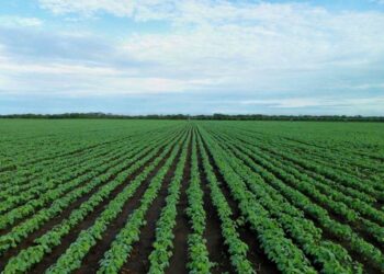 Đậu Tương Đóng Cửa Giảm Nhưng Phục Hồi Mạnh So Với Mức Thấp Đầu Phiên