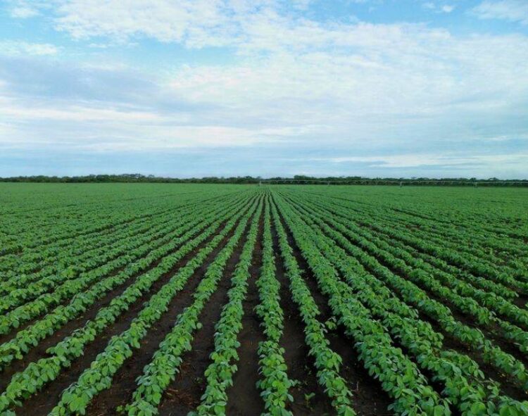 Đậu Tương Đóng Cửa Giảm Nhưng Phục Hồi Mạnh So Với Mức Thấp Đầu Phiên