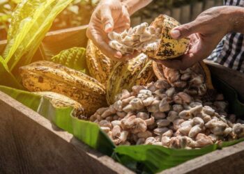 Giá Ca Cao Giảm Mạnh Do Triển Vọng Sản Xuất Ca Cao Cải Thiện