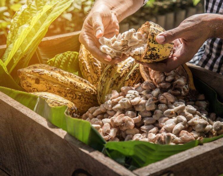 Giá Ca Cao Giảm Mạnh Do Triển Vọng Sản Xuất Ca Cao Cải Thiện