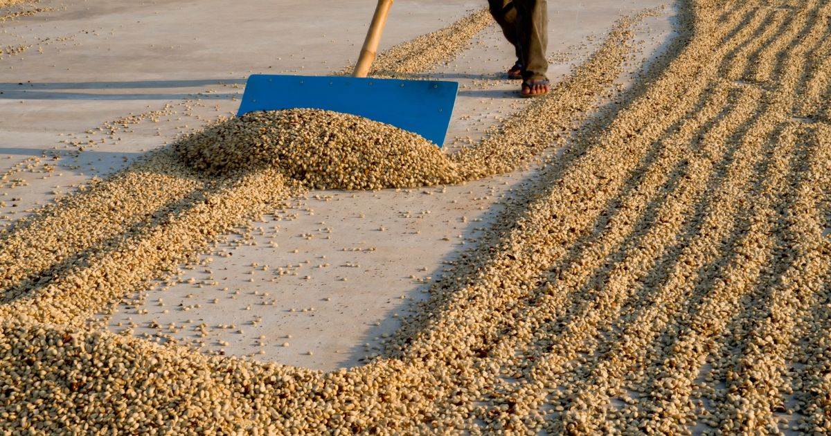 Cà Phê Arabica Phục Hồi Khi Ước Tính Sản Lượng Cà Phê Brazil Thấp Hơn Thúc Đẩy Việc Đóng Vị Thế Bán