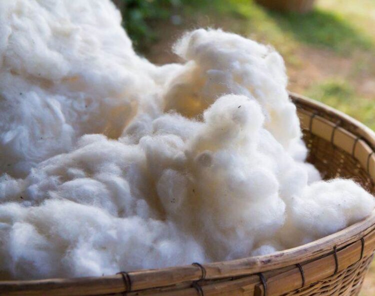 Cotton Tăng Giá Ở Các Hợp Đồng Ngắn Hạn
