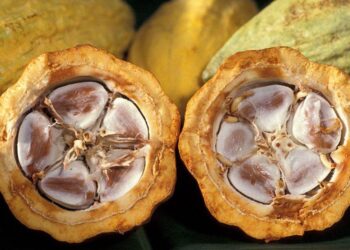 Giá Ca Cao Tăng Mạnh Do Lo Ngại Về Vụ Mùa Ở Tây Phi