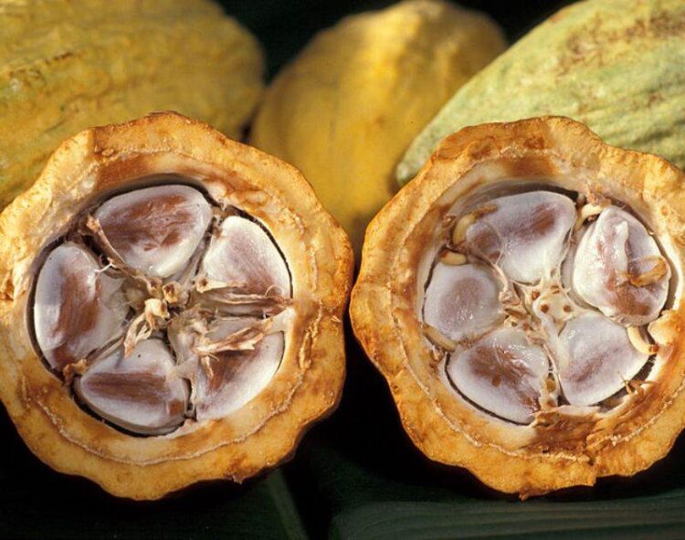 Giá Ca Cao Tăng Mạnh Do Lo Ngại Về Vụ Mùa Ở Tây Phi