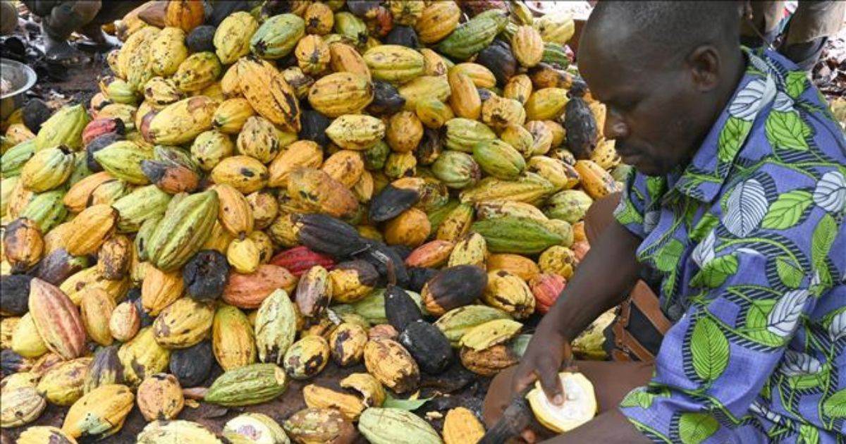 Ghana tăng giá mua cacao lên 129%