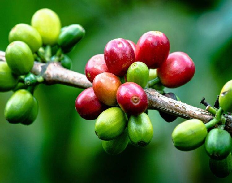 Giá Cà Phê Được Hỗ Trợ Bởi Điều Kiện Khô Hạn Ở Brazil