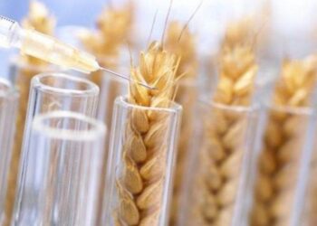 Lúa Mì Biến Đổi Gen Tiến Gần Hơn Đến Hoa Kỳ