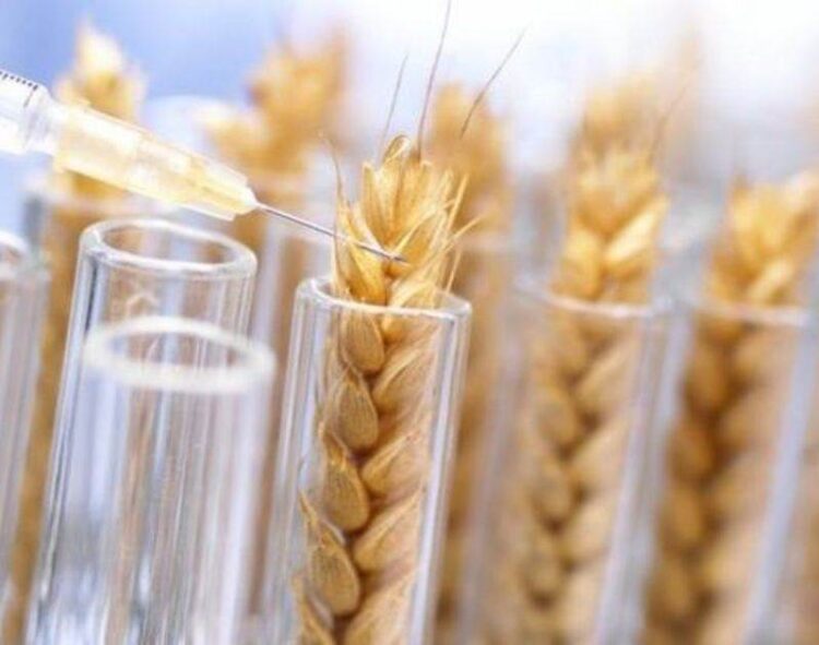 Lúa Mì Biến Đổi Gen Tiến Gần Hơn Đến Hoa Kỳ