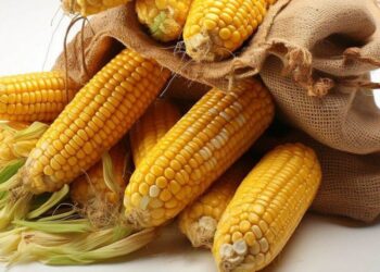 Ấn Độ Không Còn Là Nước Xuất Khẩu Ngô Ròng Ở Châu Á