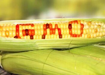 Mexico Có Cấm Ngô Biến Đổi Gen Không?
