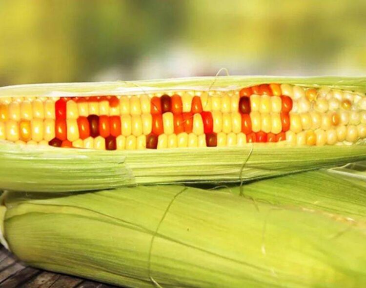 Mexico Có Cấm Ngô Biến Đổi Gen Không?