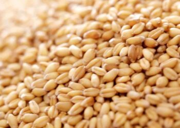 Lúa Mì Ở Nam Brazil Bị Ảnh Hưởng Bởi Thời Tiết Khô Hạn Và Sương Giá