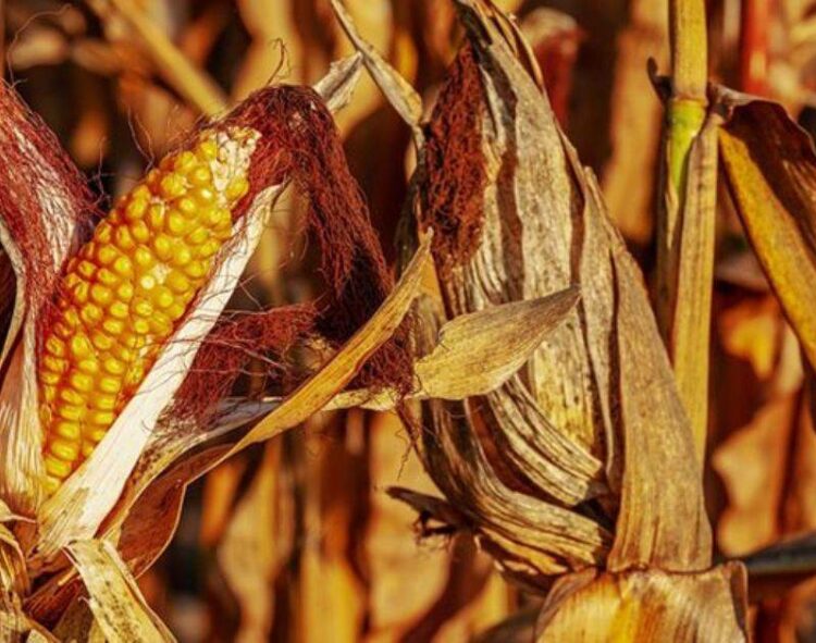 Hạn Hán Tàn Phá Mùa Màng Ngô Của Bulgaria