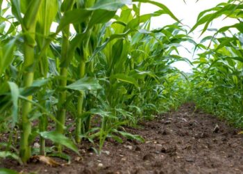 Nông Dân Brazil Bắt Đầu Trồng Vụ Ngô Đầu Tiên Năm 2024/25, Agrural Cho Biết