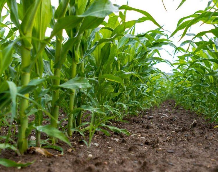 Nông Dân Brazil Bắt Đầu Trồng Vụ Ngô Đầu Tiên Năm 2024/25, Agrural Cho Biết