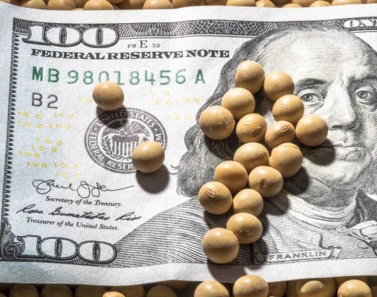 Vụ Thu Hoạch Đậu Nành Lớn Của Hoa Kỳ Gây Áp Lực Lên Giá Cải Dầu