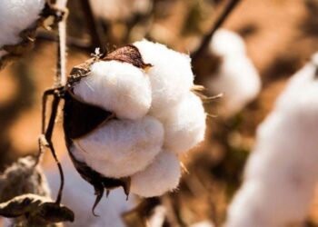 Mưa Lớn Sẽ Làm Ngập Vùng Trồng Bông Và Đậu Phộng Hàng Đầu Của Ấn Độ