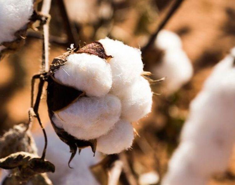 Mưa Lớn Sẽ Làm Ngập Vùng Trồng Bông Và Đậu Phộng Hàng Đầu Của Ấn Độ