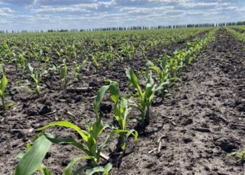 Ngô 2024/25 Ở Brazil Được Trồng 4,2% So Với Mức Trung Bình 7,5%