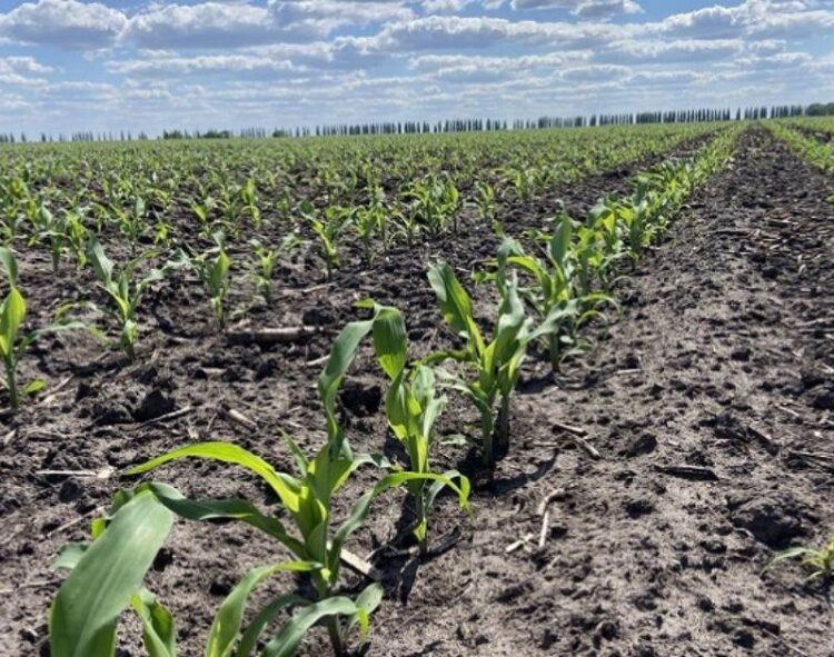 Ngô 2024/25 Ở Brazil Được Trồng 4,2% So Với Mức Trung Bình 7,5%