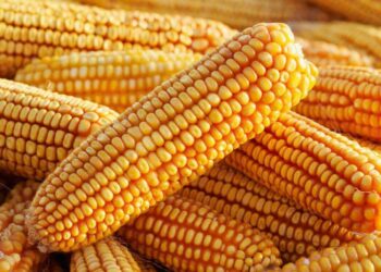 Vụ Ngô Bội Thu Của Hoa Kỳ Khiến Giá Giảm Trên CBOT