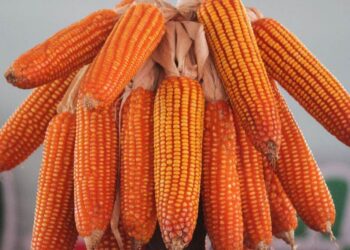 Brazil: Thị Trường Nội Địa Duy Trì Được Sự Ổn Định Nhưng Mất Đi Chỗ Đứng Trong Xuất Khẩu Ngô