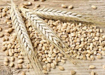 Brazil Buộc Phải Nhập Khẩu Lúa Mì Với Số Lượng Lớn, Bất Chấp Mục Tiêu Tự Cung Tự Cấp Của Chính Phủ