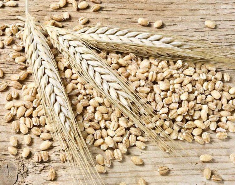 Brazil Buộc Phải Nhập Khẩu Lúa Mì Với Số Lượng Lớn, Bất Chấp Mục Tiêu Tự Cung Tự Cấp Của Chính Phủ