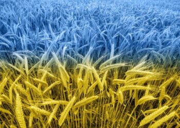 Lúa Mì Tăng Giá Khi Các Thương Nhân Chuẩn Bị Cho Việc Dừng Đường Sắt Ở Canada