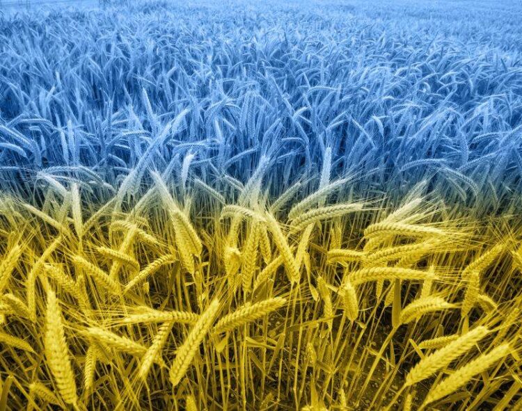 Lúa Mì Tăng Giá Khi Các Thương Nhân Chuẩn Bị Cho Việc Dừng Đường Sắt Ở Canada