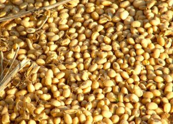 Đậu Nành Tăng 3 Xu