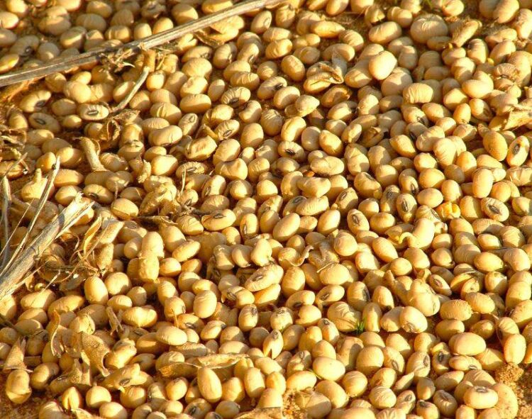 Đậu Nành Tăng 3 Xu