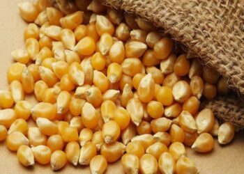 Các Thương Nhân Cho Biết Algeria Là Nơi Trú Ẩn Cho Ngô Và Lúa Mạch