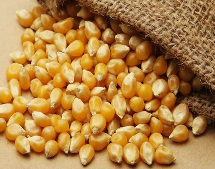 Các Thương Nhân Cho Biết Algeria Là Nơi Trú Ẩn Cho Ngô Và Lúa Mạch