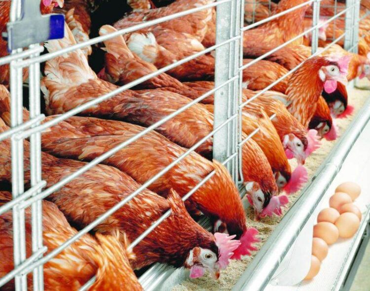 Cuộc Điều Tra Cho Thấy Đông Nam Á Đang Giữ Rào Cản Đối Với Xuất Khẩu Ngũ Cốc Thức Ăn Chăn Nuôi