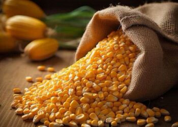 Brazil: Thị Trường Ngô Trong Nước Có Diễn Biến Tốt Trong Tuần Này Với Kịch Bản Tỷ Giá Hối Đoái