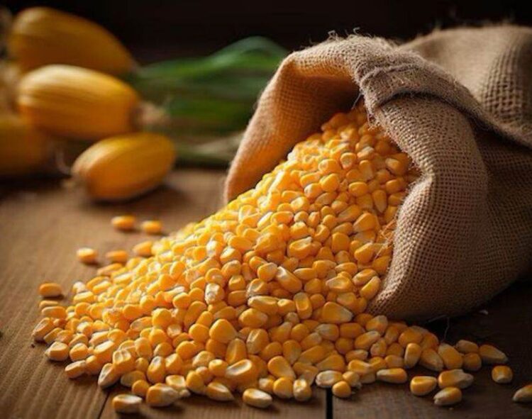 Brazil: Thị Trường Ngô Trong Nước Có Diễn Biến Tốt Trong Tuần Này Với Kịch Bản Tỷ Giá Hối Đoái