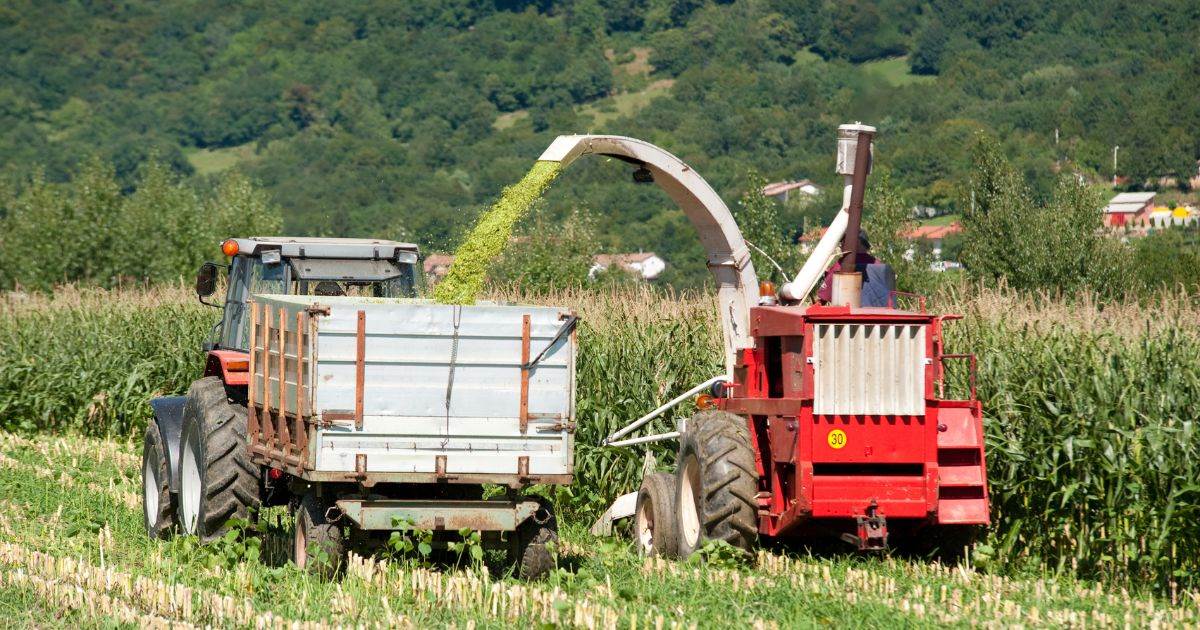 Brazil: Thị Trường Ngô Trong Nước Có Diễn Biến Tốt Trong Tuần Này Với Kịch Bản Tỷ Giá Hối Đoái