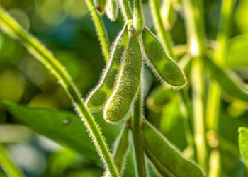 Đậu Nành Tăng 11 Xu Vào Giữa Buổi Sáng