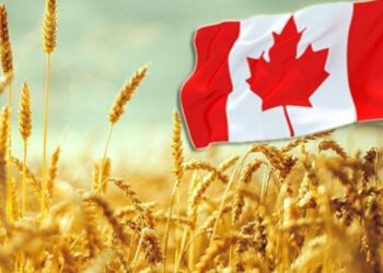 Statcan Nâng Dự Báo Mùa Màng Cho Lúa Mì, Cải Dầu Và Đậu Nành, Nhưng Hạ Dự Báo Ngô Và Lúa Mạch