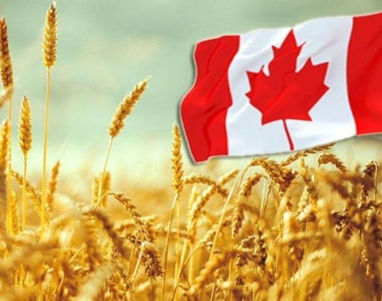 Statcan Nâng Dự Báo Mùa Màng Cho Lúa Mì, Cải Dầu Và Đậu Nành, Nhưng Hạ Dự Báo Ngô Và Lúa Mạch