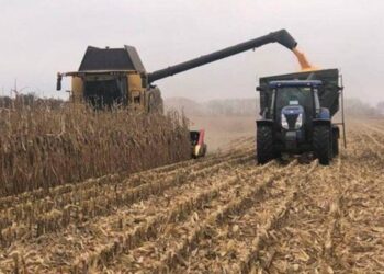 Ngô Safrinha 2023/24 Ở Brazil Đã Thu Hoạch Được 91%