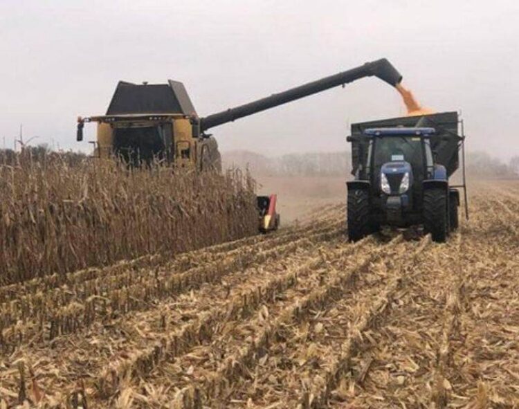 Ngô Safrinha 2023/24 Ở Brazil Đã Thu Hoạch Được 91%