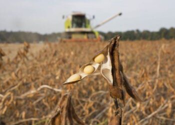 Pro Farmer Dự Báo Sản Lượng Đậu Nành Của Hoa Kỳ Đạt 129 Triệu Tấn Vào Năm 2024, Cao Hơn Con Số Của Usda