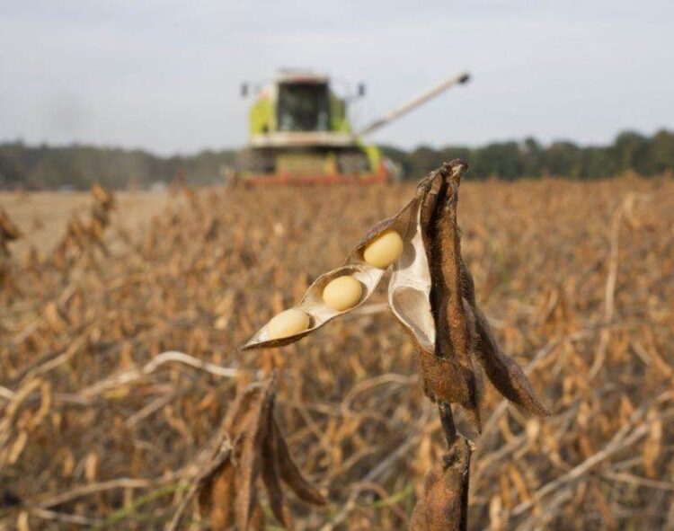 Pro Farmer Dự Báo Sản Lượng Đậu Nành Của Hoa Kỳ Đạt 129 Triệu Tấn Vào Năm 2024, Cao Hơn Con Số Của Usda