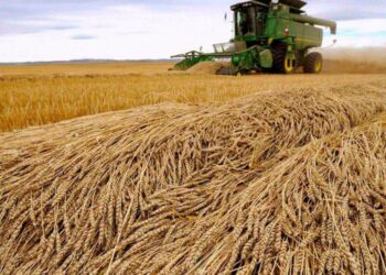 Vụ Thu Hoạch Lúa Mì Của Anh Dự Kiến Đạt 11,7 Triệu Tấn