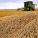 Vụ Thu Hoạch Lúa Mì Của Anh Dự Kiến Đạt 11,7 Triệu Tấn