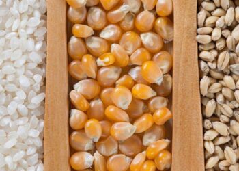 Nghiên Cứu Của Chính Phủ Ấn Độ Dự Đoán Sản Lượng Lúa, Ngô Và Lúa Mì Sẽ Giảm Đáng Kể Vào Năm 2080 Do Biến Đổi Khí Hậu